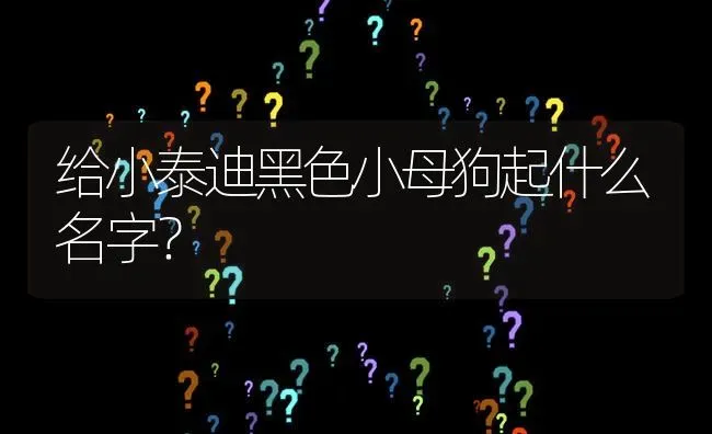 给小泰迪黑色小母狗起什么名字？ | 动物养殖问答