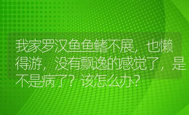 我家罗汉鱼鱼鳍不展，也懒得游，没有飘逸的感觉了，是不是病了？该怎么办？ | 鱼类宠物饲养