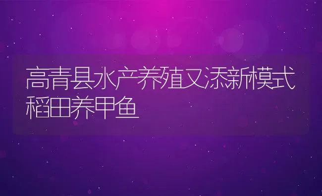 高青县水产养殖又添新模式稻田养甲鱼 | 动物养殖教程