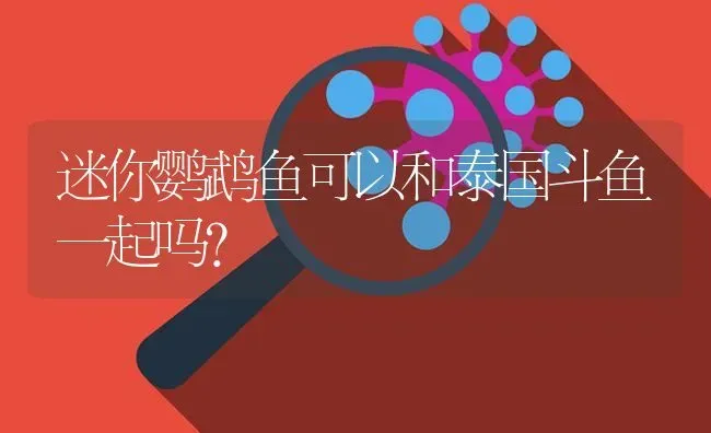 迷你鹦鹉鱼可以和泰国斗鱼一起吗？ | 鱼类宠物饲养