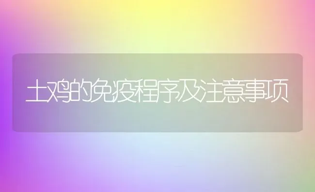 土鸡的免疫程序及注意事项 | 动物养殖百科