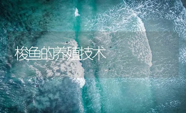 梭鱼的养殖技术 | 海水养殖技术