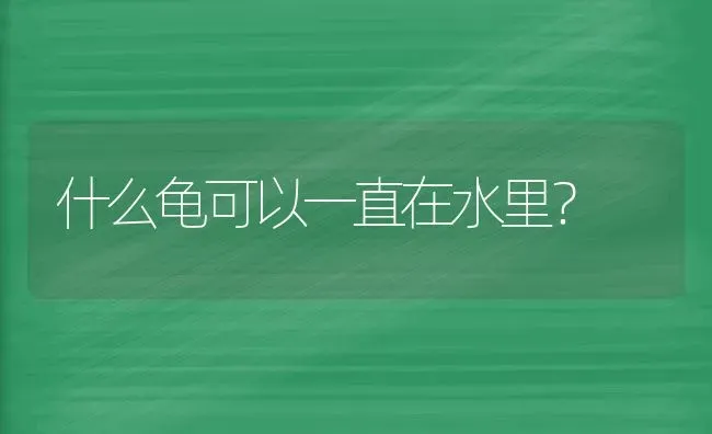 什么龟可以一直在水里？ | 动物养殖问答