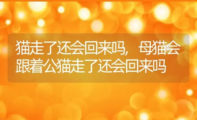 猫走了还会回来吗,母猫会跟着公猫走了还会回来吗 | 宠物百科知识