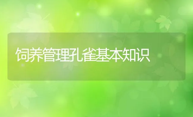 饲养管理孔雀基本知识 | 水产养殖知识