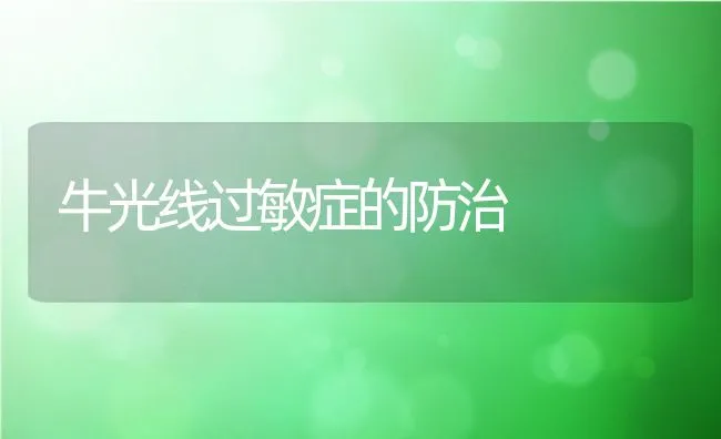 牛光线过敏症的防治 | 动物养殖学堂