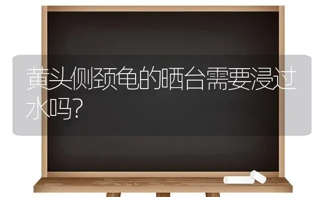 黄头侧颈龟的晒台需要浸过水吗？ | 动物养殖问答