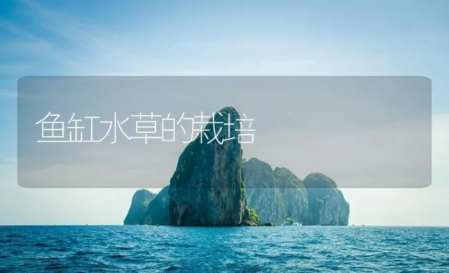 鱼缸水草的栽培 | 海水养殖技术