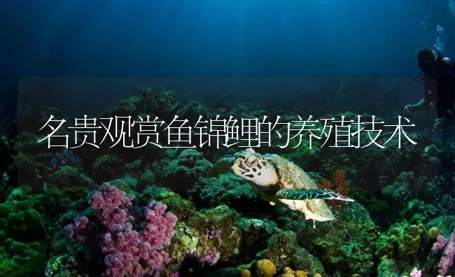 名贵观赏鱼锦鲤的养殖技术 | 海水养殖技术