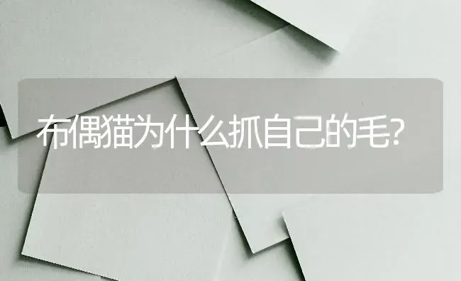 布偶猫为什么抓自己的毛？ | 动物养殖问答