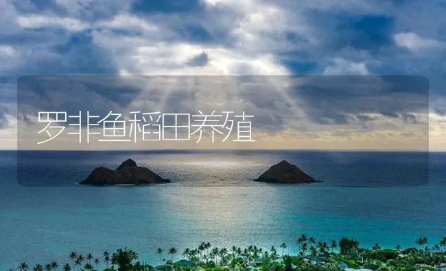 罗非鱼稻田养殖 | 海水养殖技术