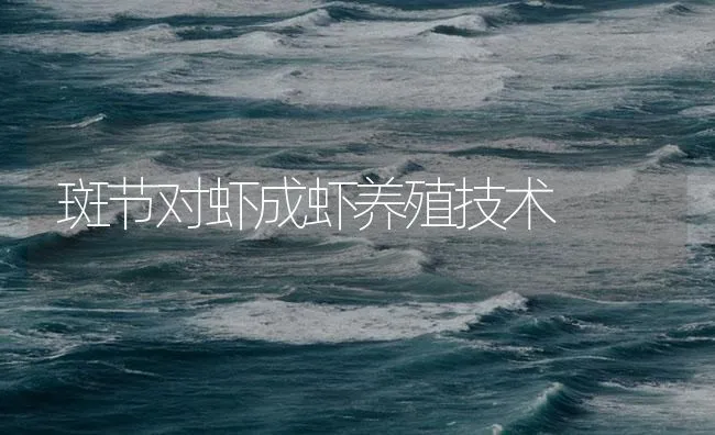 斑节对虾成虾养殖技术 | 海水养殖技术