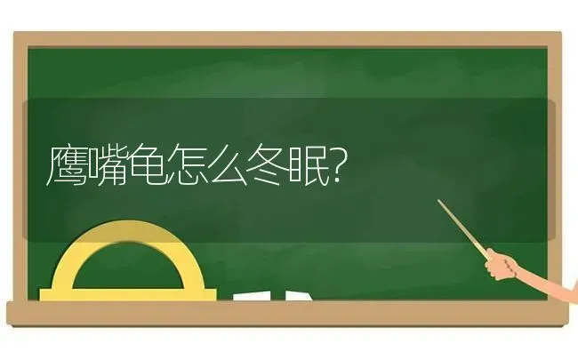 鹰嘴龟怎么冬眠？ | 动物养殖问答