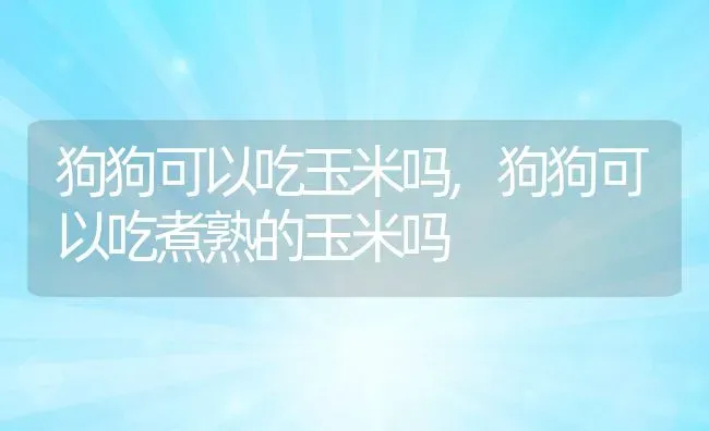 狗狗可以吃玉米吗,狗狗可以吃煮熟的玉米吗 | 宠物百科知识