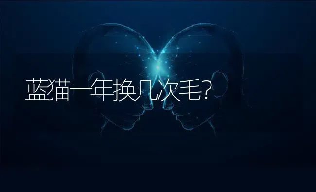 蓝猫一年换几次毛？ | 动物养殖问答