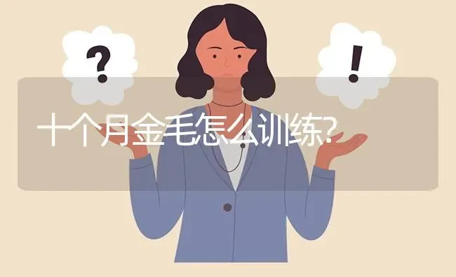 十个月金毛怎么训练？ | 动物养殖问答