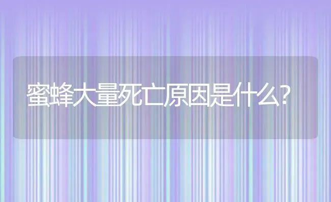 蜜蜂大量死亡原因是什么？ | 动物养殖教程