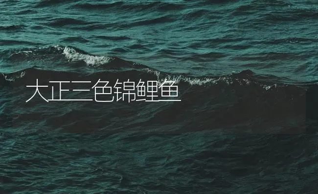 大正三色锦鲤鱼 | 海水养殖技术