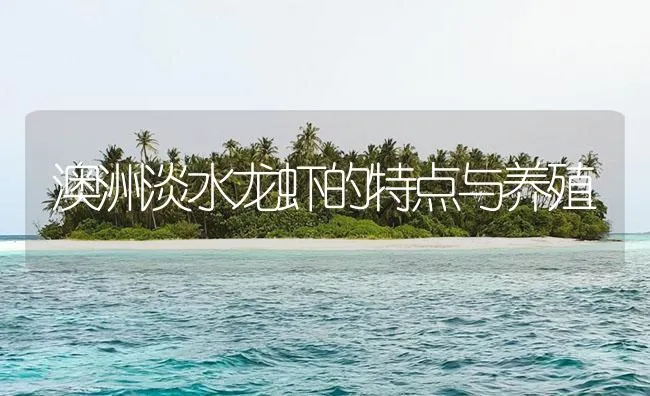 澳洲淡水龙虾的特点与养殖 | 海水养殖技术