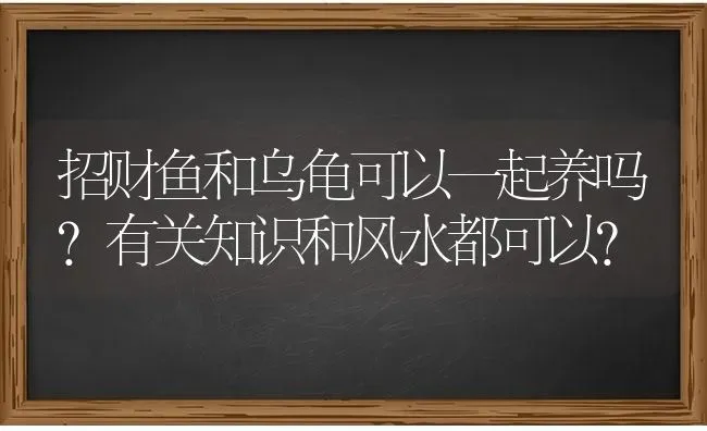 招财鱼和乌龟可以一起养吗?有关知识和风水都可以？ | 动物养殖问答