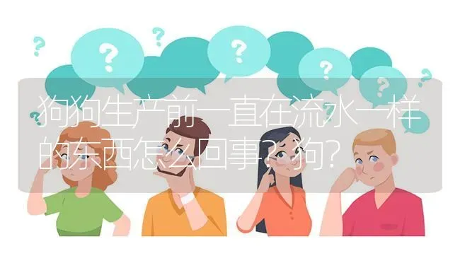 狗狗生产前一直在流水一样的东西怎么回事？狗？ | 动物养殖问答