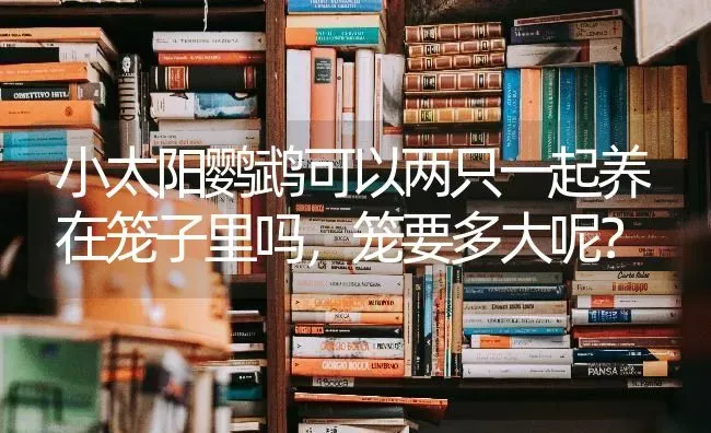 小太阳鹦鹉可以两只一起养在笼子里吗，笼要多大呢？ | 动物养殖问答