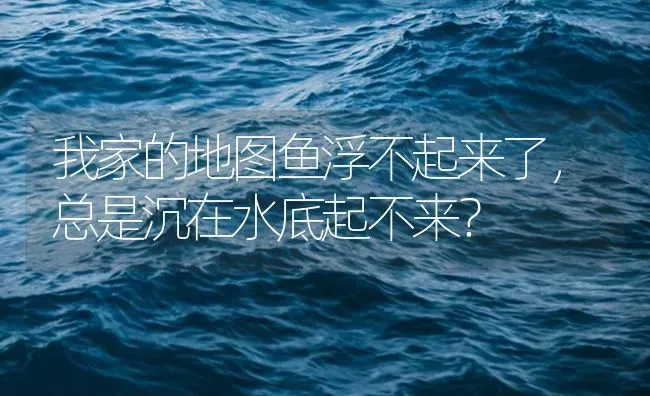 我家的地图鱼浮不起来了，总是沉在水底起不来？ | 鱼类宠物饲养