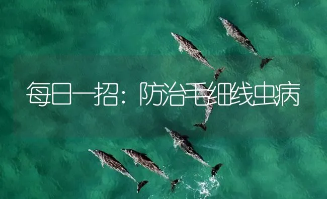 每日一招：防治毛细线虫病 | 海水养殖技术