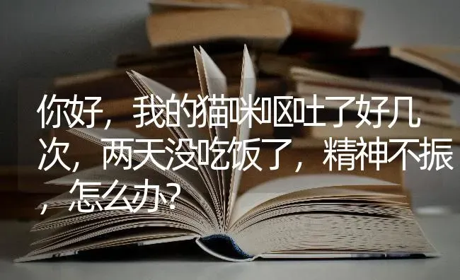 你好，我的猫咪呕吐了好几次，两天没吃饭了，精神不振，怎么办？ | 动物养殖问答