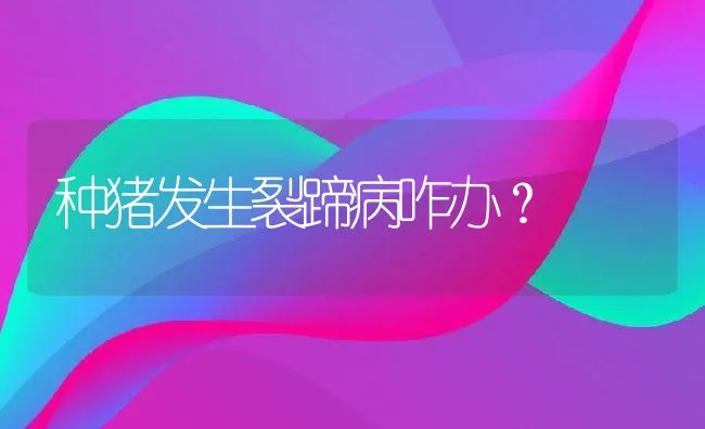 种猪发生裂蹄病咋办？ | 动物养殖学堂