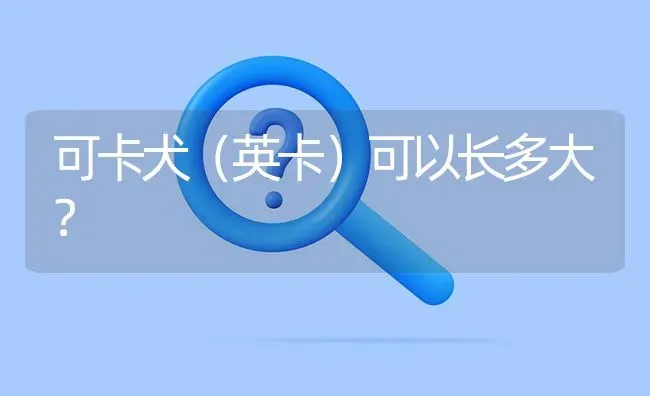 可卡犬（英卡）可以长多大？ | 动物养殖问答