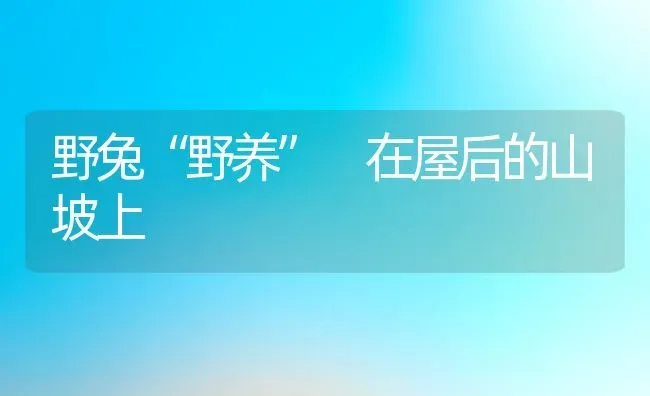 野兔“野养” 在屋后的山坡上 | 动物养殖教程