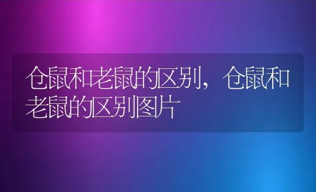 仓鼠和老鼠的区别,仓鼠和老鼠的区别图片 | 宠物百科知识