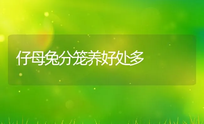 仔母兔分笼养好处多 | 水产养殖知识