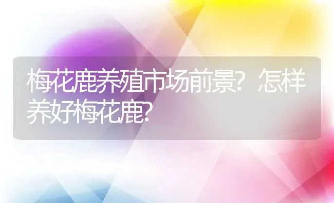 梅花鹿养殖市场前景?怎样养好梅花鹿? | 动物养殖教程