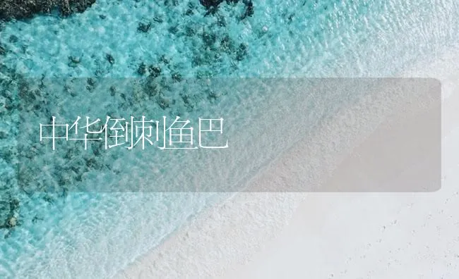 中华倒刺鱼巴 | 海水养殖技术