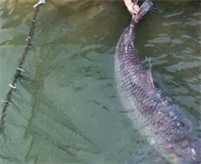 浙江嘉兴青鱼“野味”价高