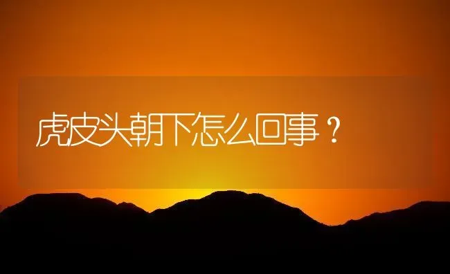 虎皮头朝下怎么回事？ | 鱼类宠物饲养