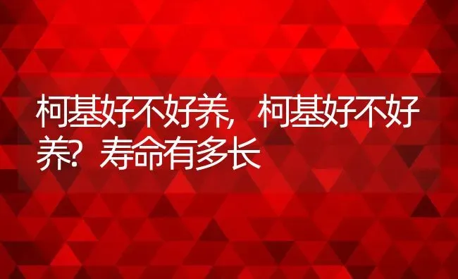 柯基好不好养,柯基好不好养?寿命有多长 | 宠物百科知识