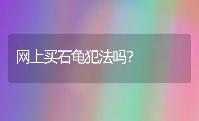 网上买石龟犯法吗？ | 动物养殖问答