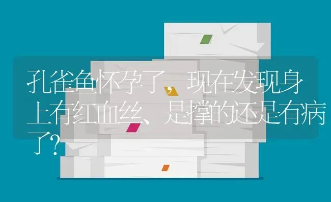 孔雀鱼怀孕了，现在发现身上有红血丝、是撑的还是有病了？ | 鱼类宠物饲养