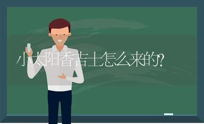 小太阳香吉士怎么来的？ | 动物养殖问答