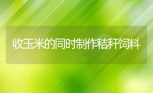 收玉米的同时制作秸秆饲料 | 动物养殖饲料