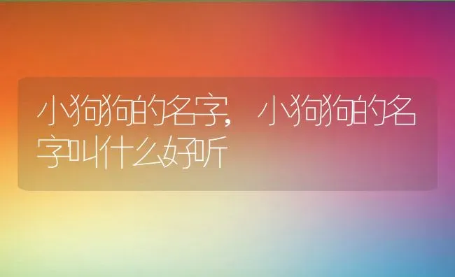 小狗狗的名字,小狗狗的名字叫什么好听 | 宠物百科知识