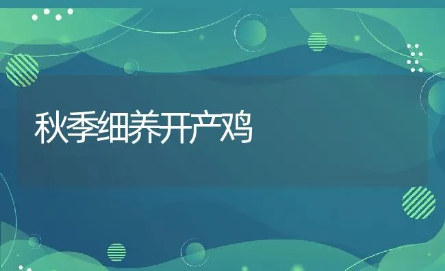 秋季细养开产鸡 | 动物养殖饲料