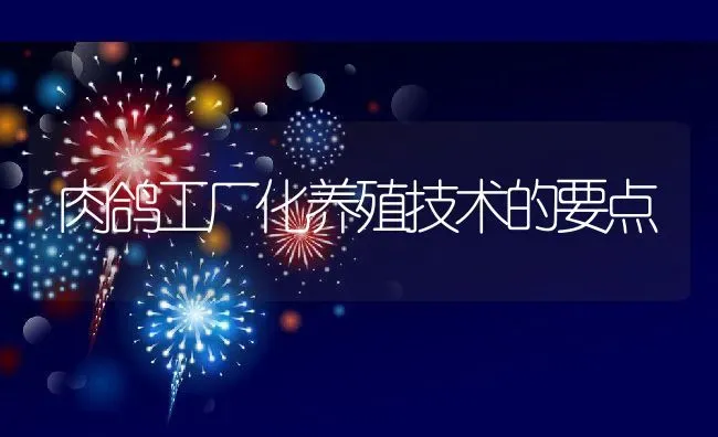 肉鸽工厂化养殖技术的要点 | 动物养殖教程