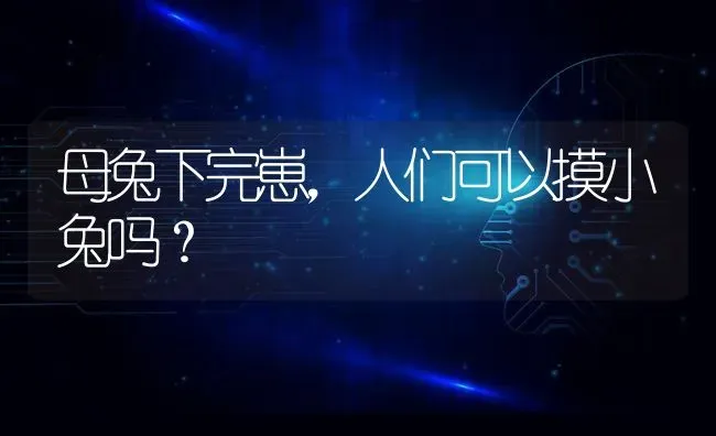 母兔下完崽，人们可以摸小兔吗？ | 动物养殖问答