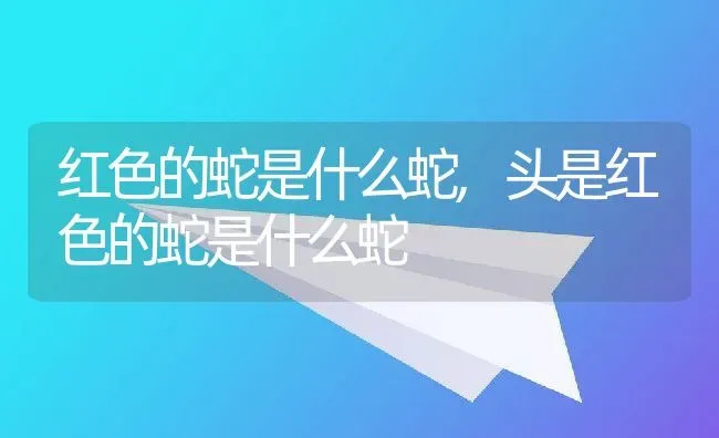 观赏鱼可以吃吗,公园的观赏鱼可以吃吗 | 宠物百科知识