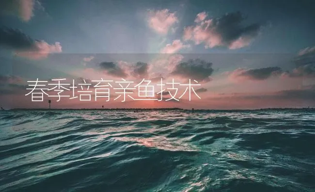 春季培育亲鱼技术 | 海水养殖技术