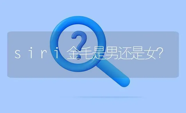 siri金毛是男还是女？ | 动物养殖问答